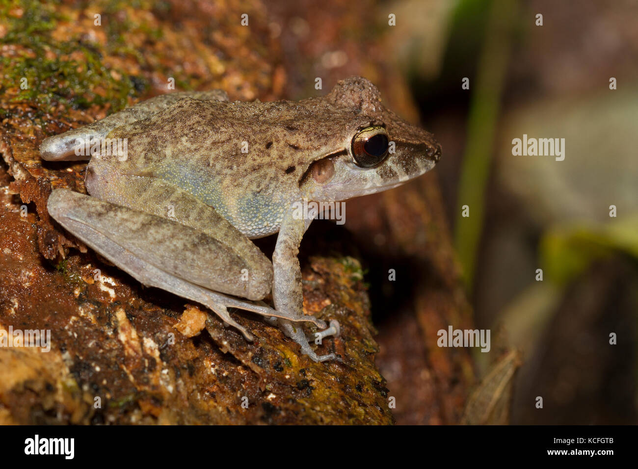 Gemeinsame Regen Frog, Rana siamensis, Breviceps acutirostris, Costa Rica, Mittelamerika, Stockfoto