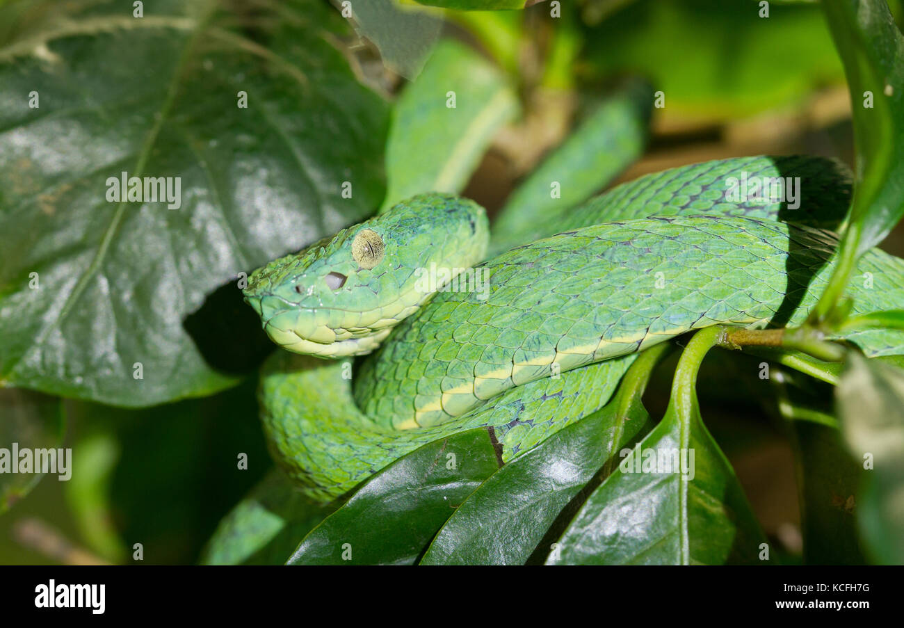 Grün-gestreifte Viper, Lora, Anolis lateralis, Mittelamerika, Costa Rica Stockfoto