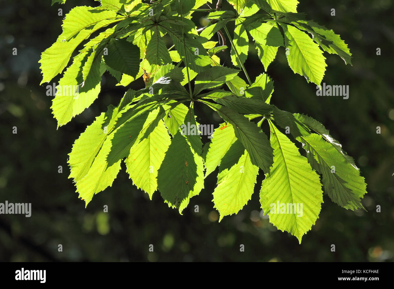 Kastanienblätter Hintergrundbeleuchtung Stockfoto