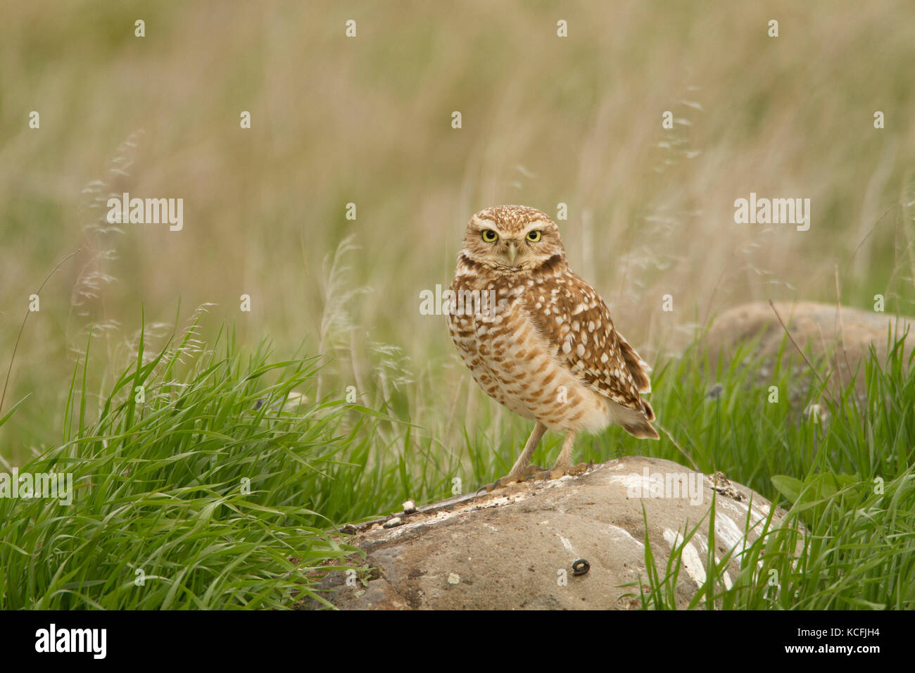 Grabende Eule, Athene cunicularia, Wiesen, Great Basin Desert Tour, United States, Washington, USA Stockfoto