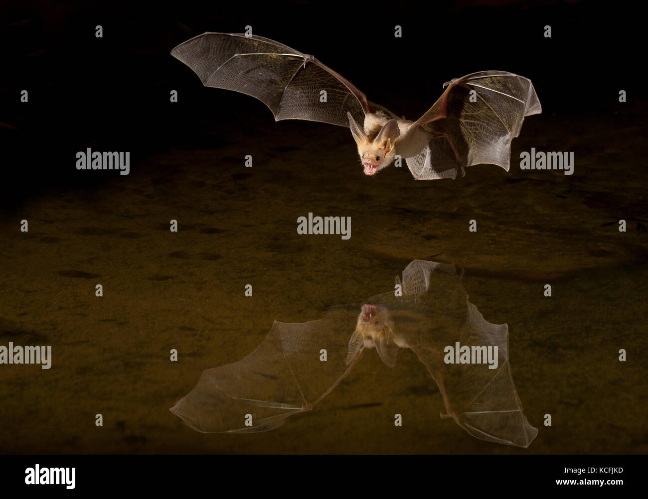 Blassen Bat, Antrozous pallidus über Teich im Great Basin Wüste, Okanagan, British Columbia, Kanada flying low Stockfoto