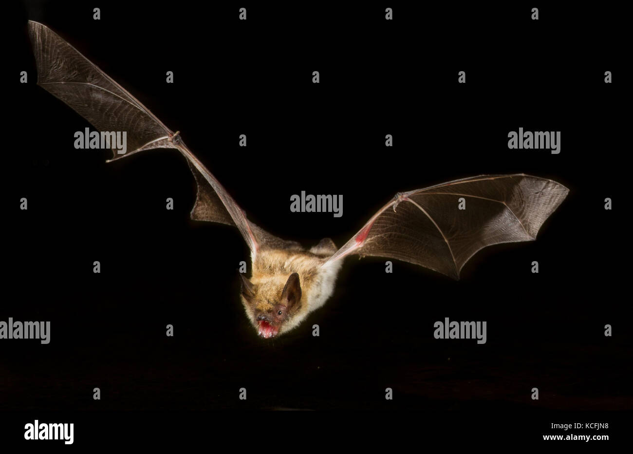 Blassen Bat, Antrozous pallidus über Teich im Great Basin Wüste, Okanagan, British Columbia, Kanada flying low Stockfoto