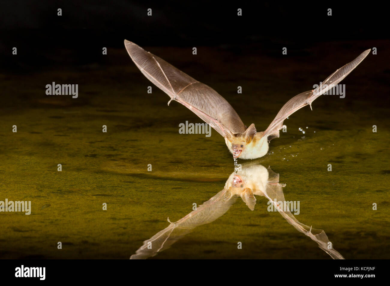Blassen Bat, Antrozous pallidus skimming Wasser Great Basin Wüste, Okanagan, British Columbia, Kanada Stockfoto