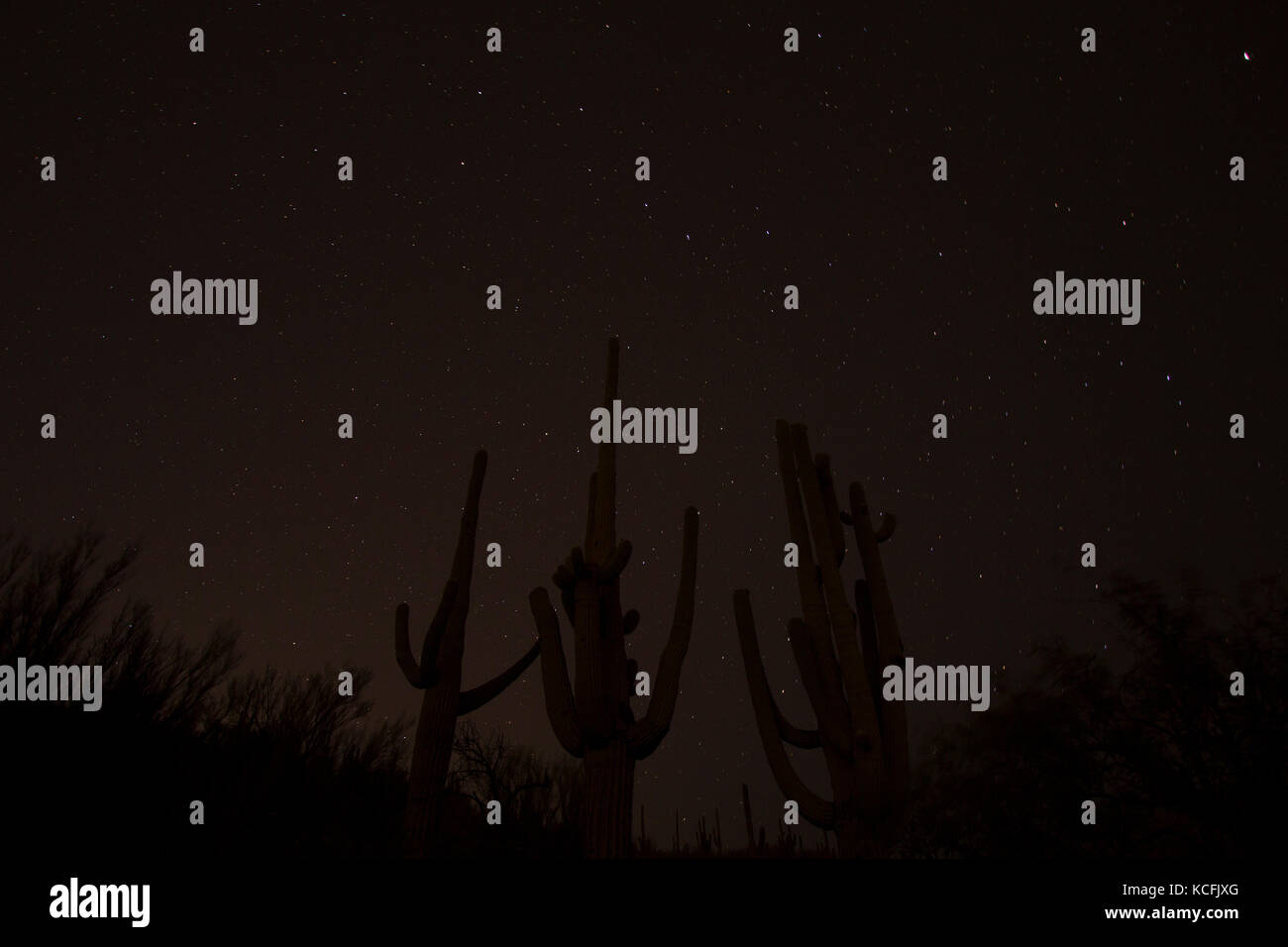Nachtaufnahmen, Saguaro National Monument, Sonoran Wüste, Arizona, Vereinigte Staaten, Stockfoto