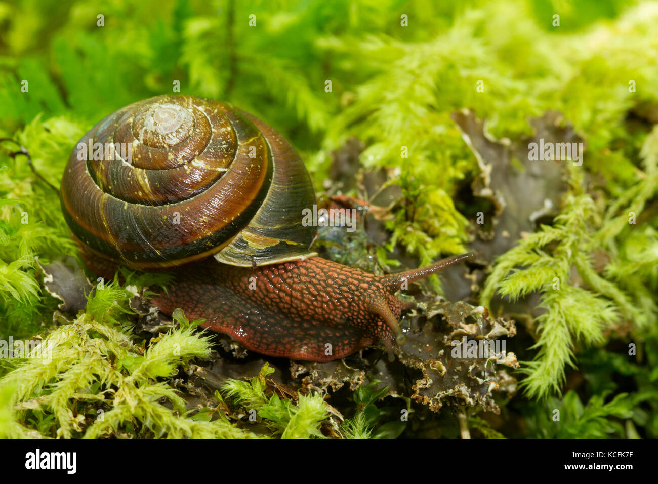 Pacific Seitenband Schnecke, Clowholm Monadenia fidelis, See, Sunshine Coast, British Columbia, Kanada Stockfoto