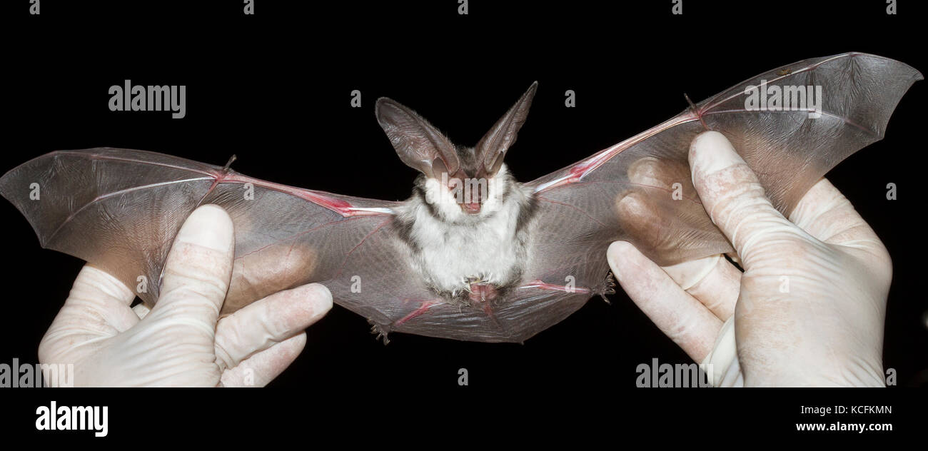 Bat, Euderma maculatum, Grünland Lillooet, British Columbia, Kanada entdeckt Stockfoto