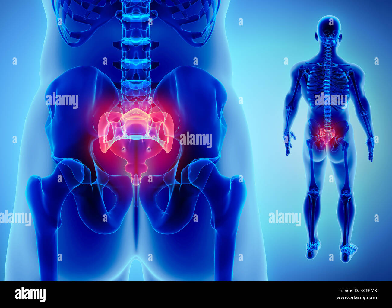 3D-Darstellung der sakralen Wirbelsäule - Teil des menschlichen Skeletts. Stockfoto