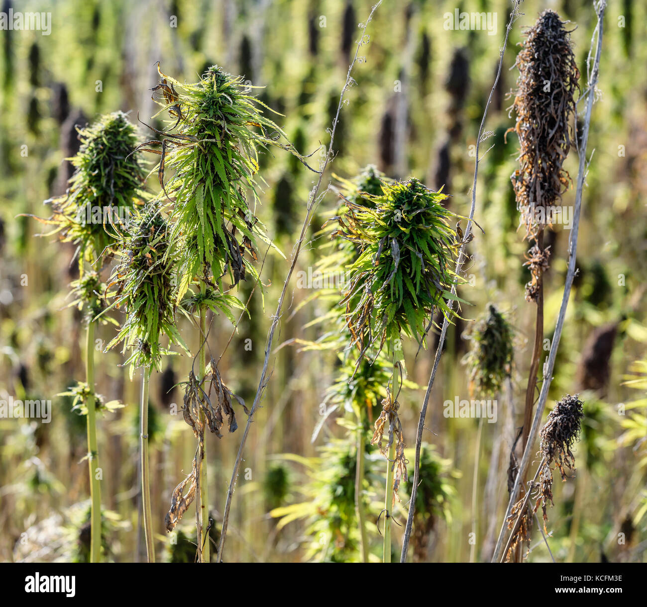 Cannabis Sativa Pflanze, Nahaufnahme, in der Nähe von Dauphn, Manitoba, Kanada. Stockfoto