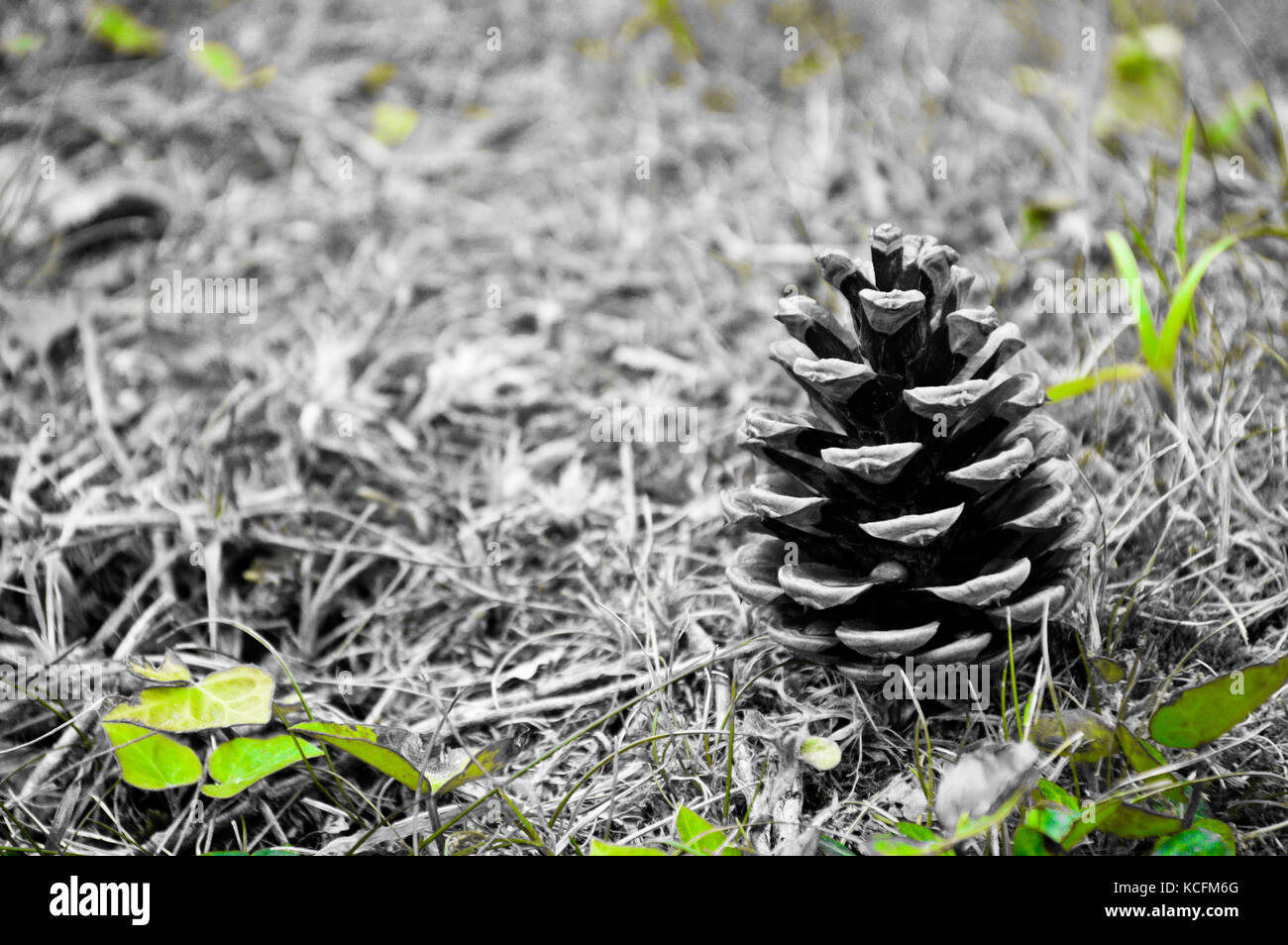 Tannenzapfen Stockfoto