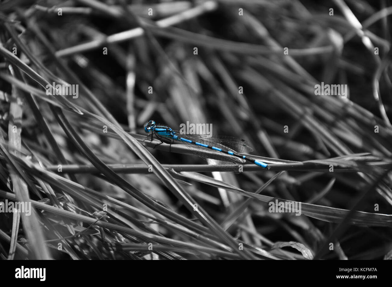 Blue Dragon Fly Stockfoto