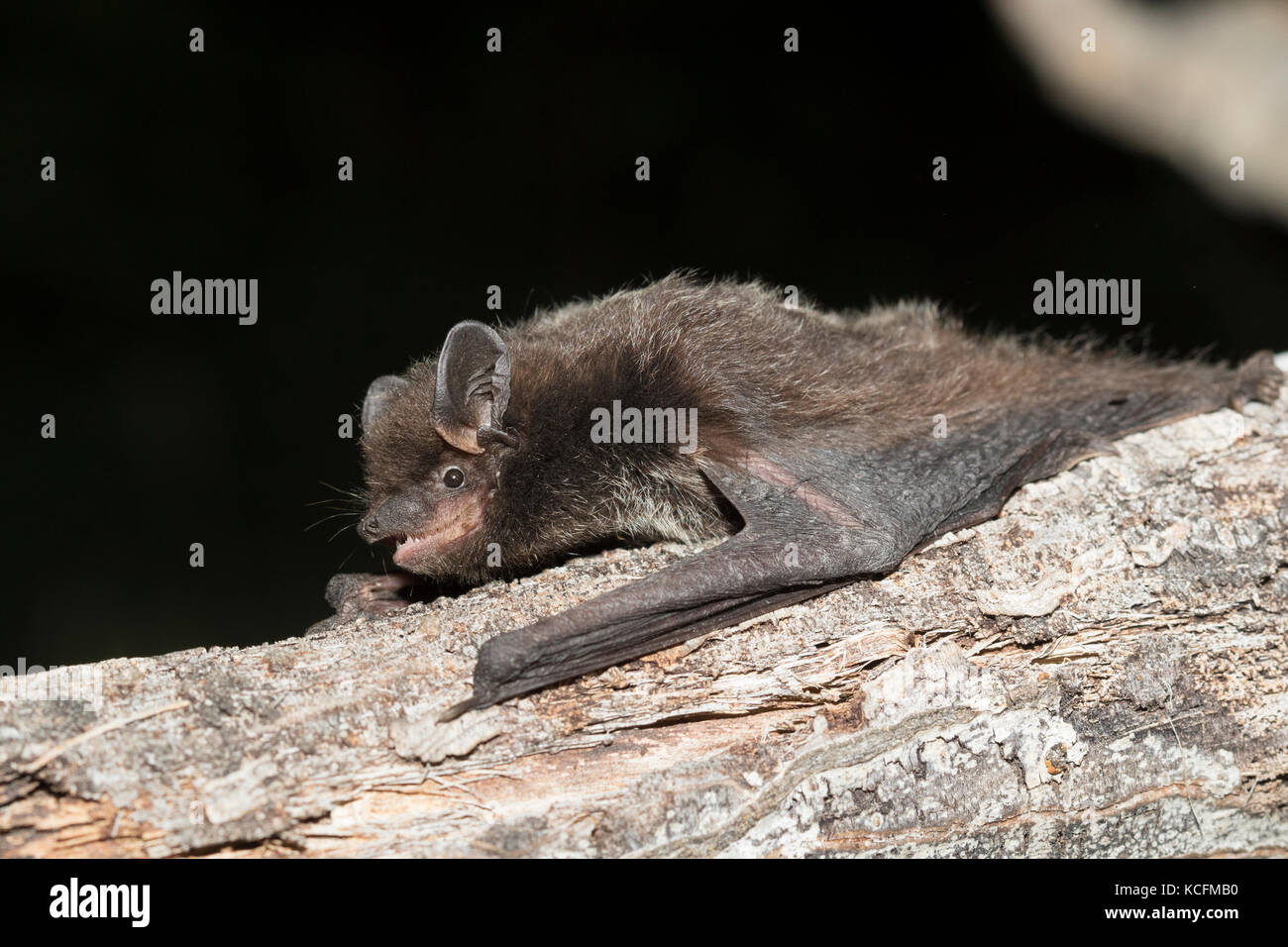 Silberhaarige bat, Lacionycteris noctivagans, Okanagan, British Columbia, Kanada Stockfoto