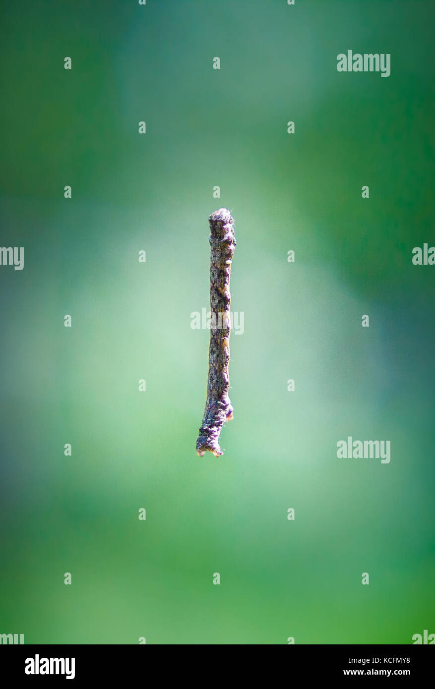 Caterpillar ähnlich Zweig hängend im Web in der Luft (farbige Foto) Stockfoto