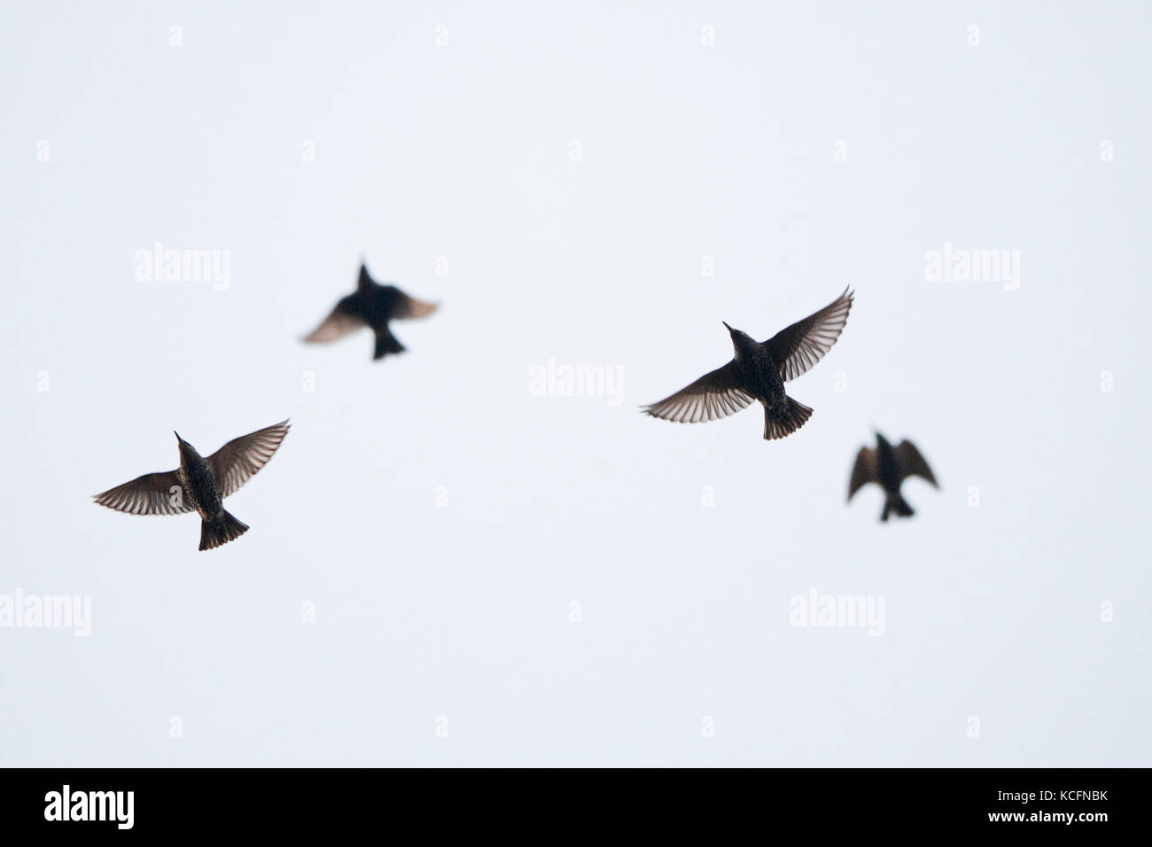 Common Starling Sturnus vulgarus Ankunft auf Roost in Cley Norfolk Januar Schilfrohr Stockfoto