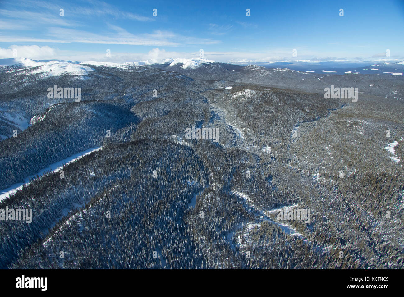 BC, Kanada, Northern Rockies, Omineeca Omineeca, Berge, Ruhe, Wolverine Caribou Herde Stockfoto