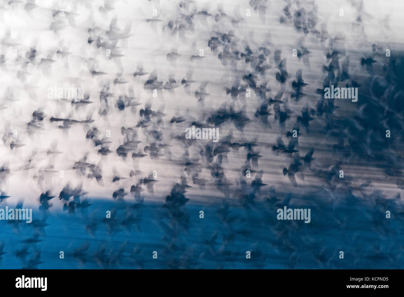 Common Starling Sturnus vulgarus Ankunft auf Roost in Cley Norfolk Januar Schilfrohr Stockfoto