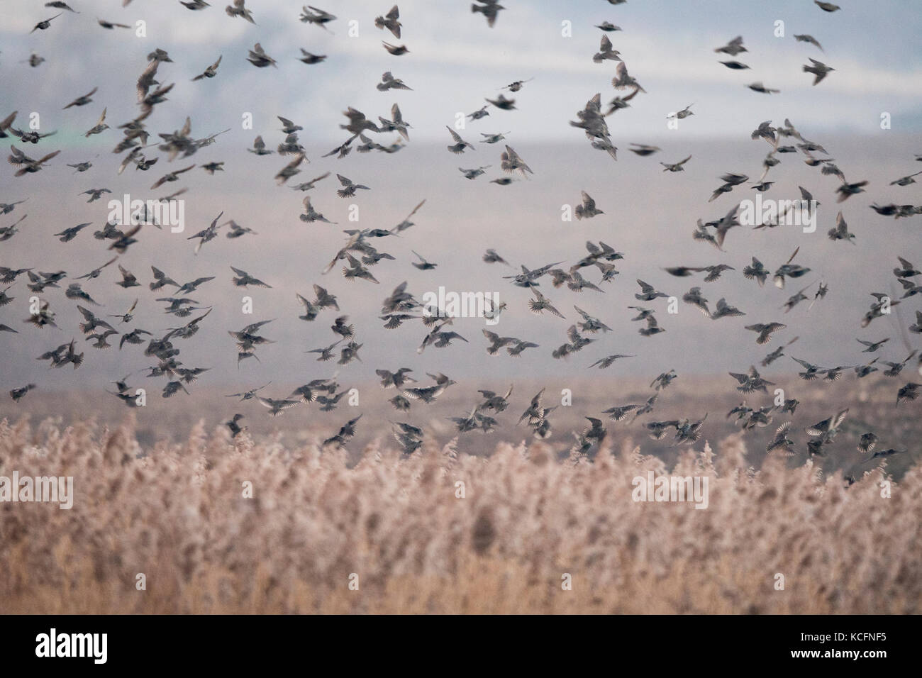 Common Starling Sturnus vulgarus Ankunft auf Roost in Cley Norfolk Januar Schilfrohr Stockfoto