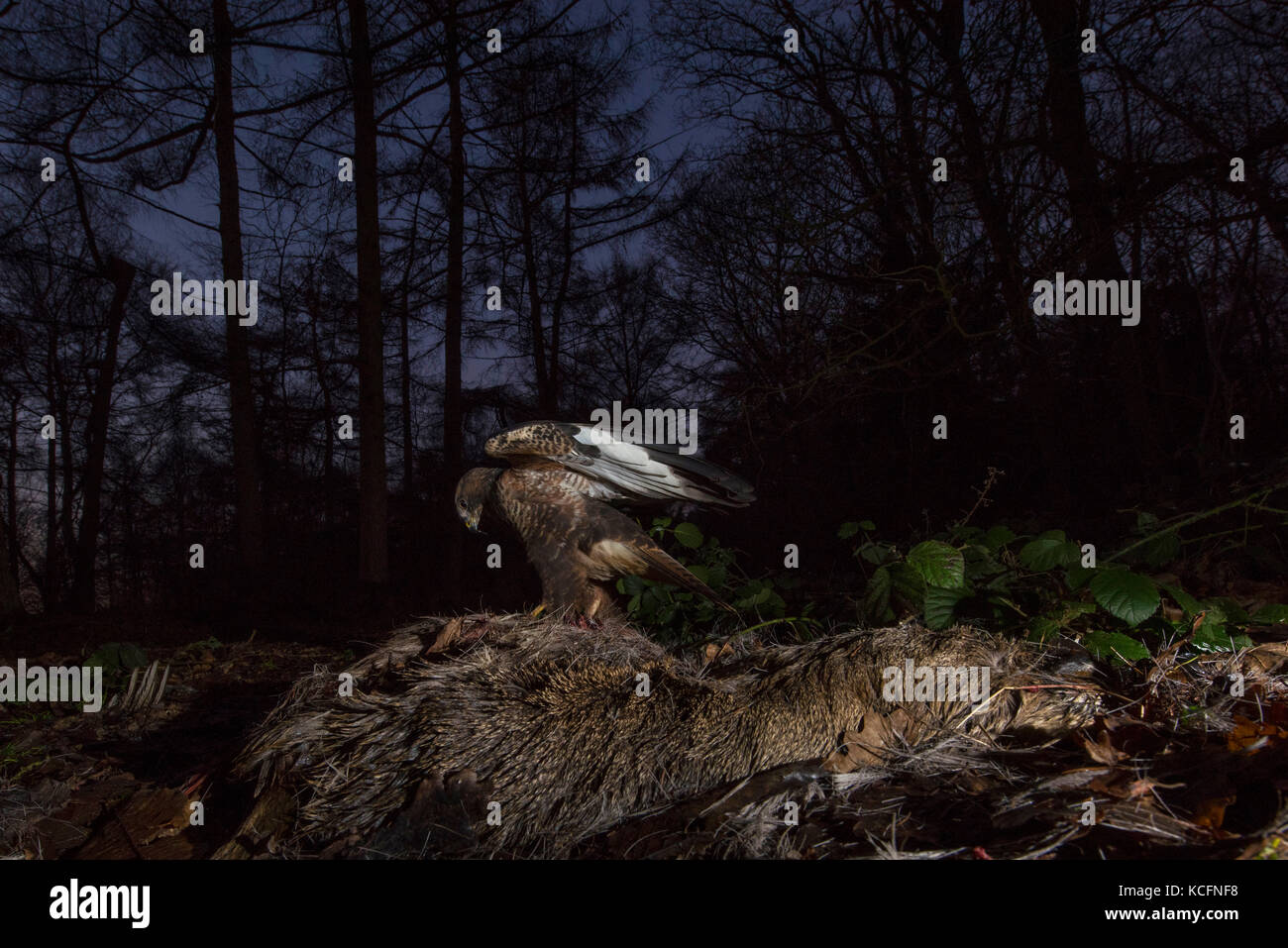 Mäusebussard Buteo buteo im Waldland Fütterung auf Rehe Leichnam in der Abenddämmerung Kettlestone Norfolk Januar Stockfoto