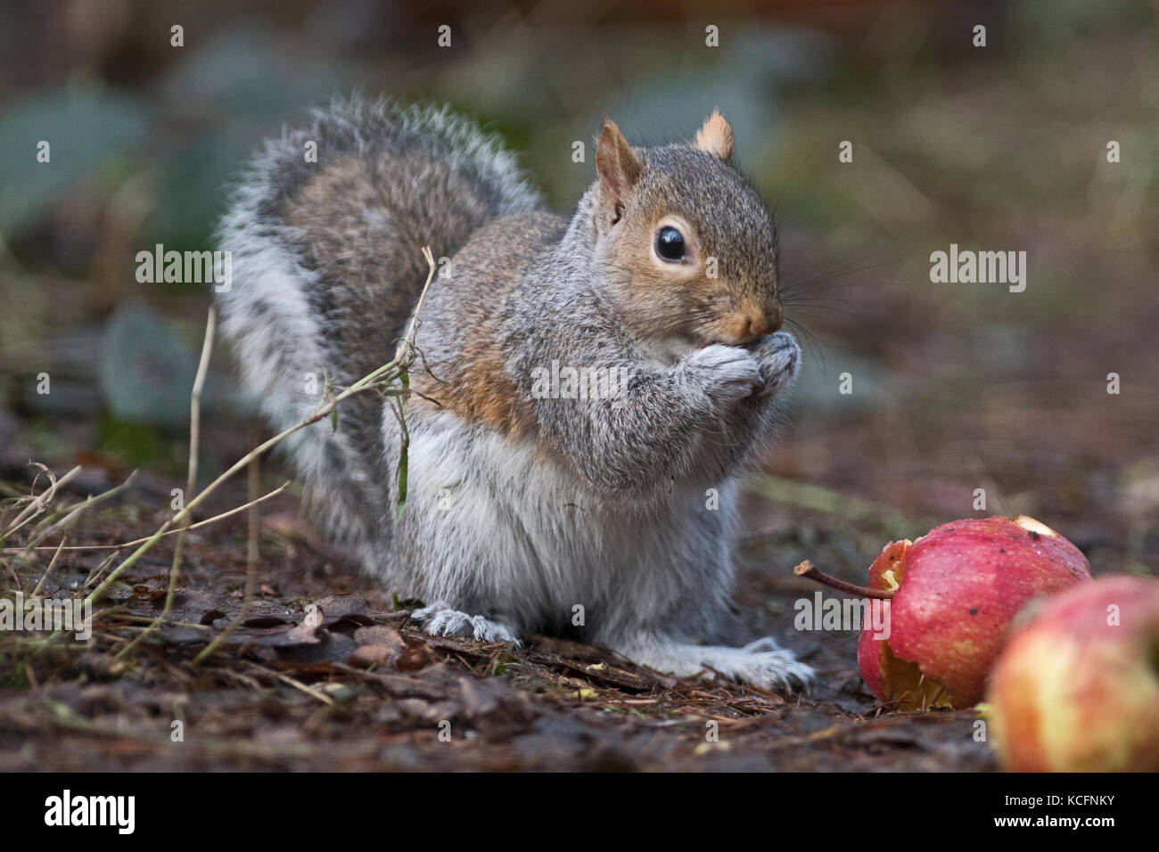 Graue Eichhörnchen (östliche Grauhörnchen Sciurus carolinensis) Norfolk UK Januar Stockfoto