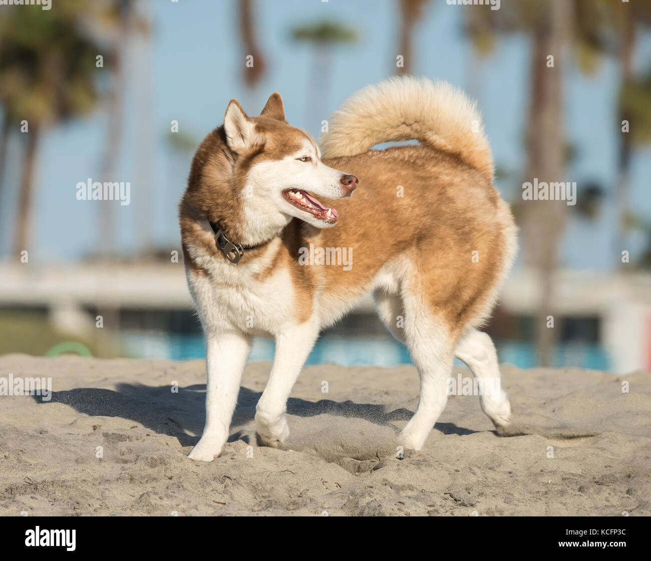 Siberian husky Hund im Ocean Beach, CA Stockfoto