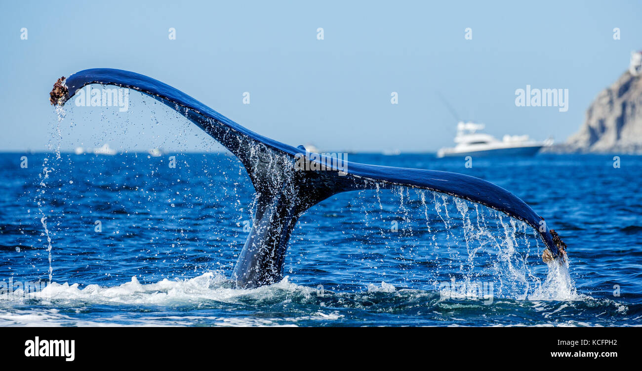 Schwanz des Buckelwals. Mexiko. Meer von Cortez. Kalifornische Halbinsel . Stockfoto