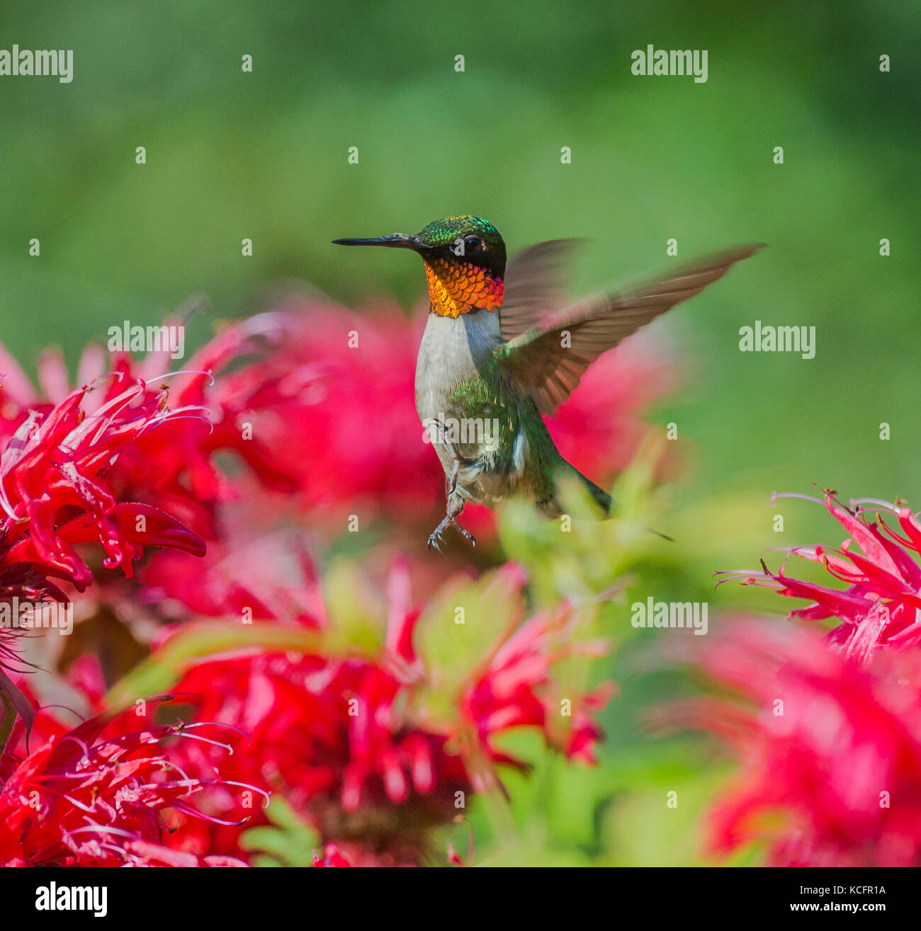 Ruby-throated, archilochus Colubris, North Eastern Ontario, Kanada Stockfoto