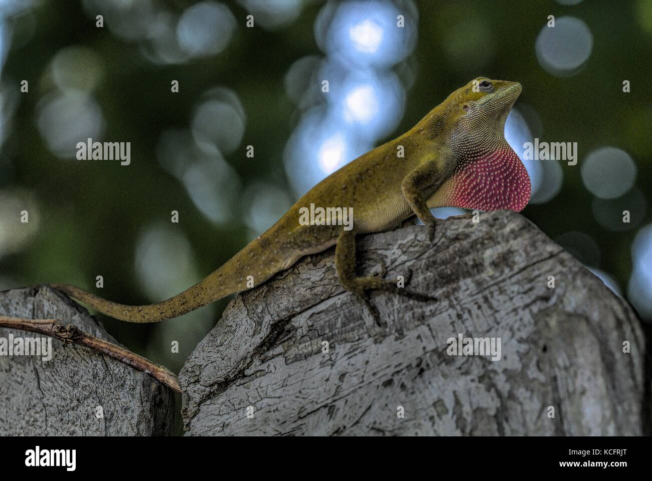 Carolina anole Eidechse Stockfoto
