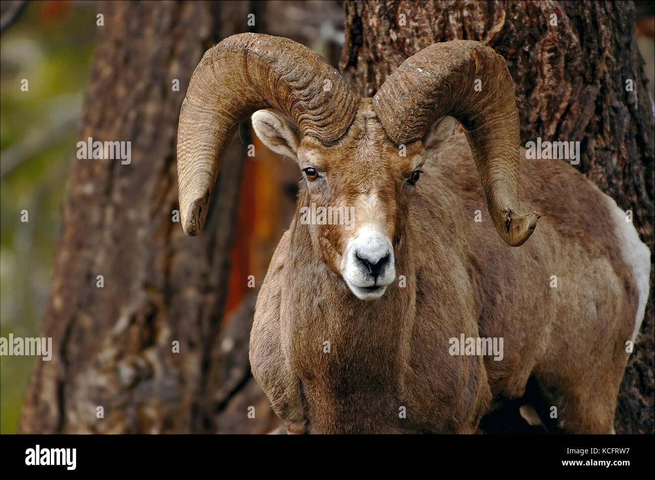 Big Horn Schafe im Yellowstone National Park genommen Stockfoto