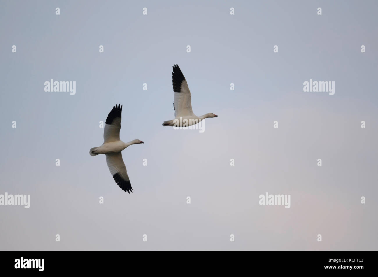 Schnee Gänse (Chen Caerulescens) Fliegen über Delta, BC Kanada (Vancouver) Stockfoto