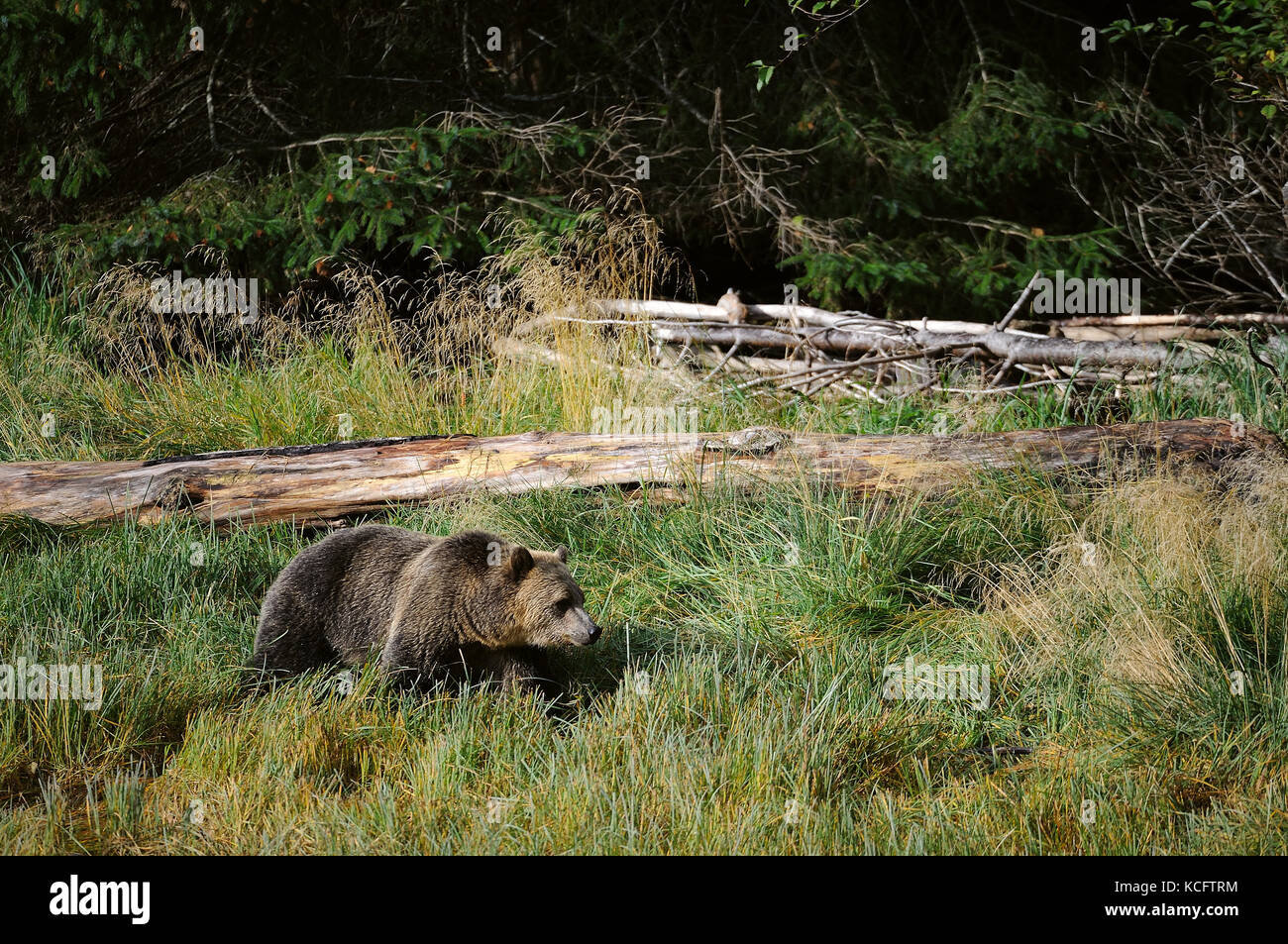 Grizzly Leistungsbeschreibung mit drei Jungen, Glendale River, Vancouver, BC, Kanada Festland Stockfoto