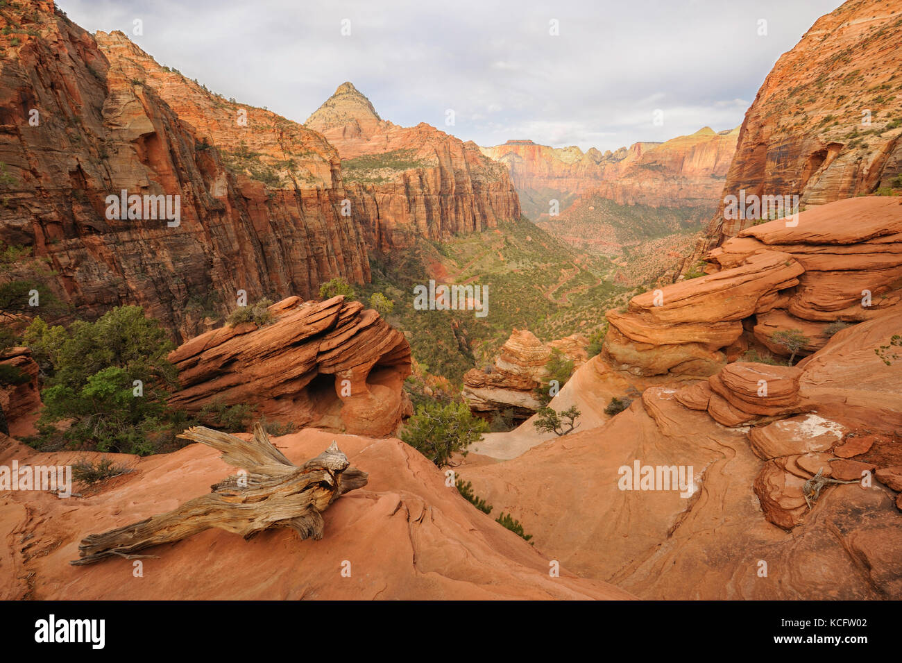 Canyon, Zion NP, Utah, USA Stockfoto