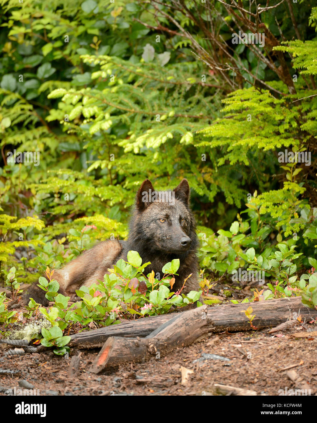 Vancouver Island Wolf fotografiert auf Vargas Island, an der Westküste von Vancouver Island, BC, Kanada Stockfoto