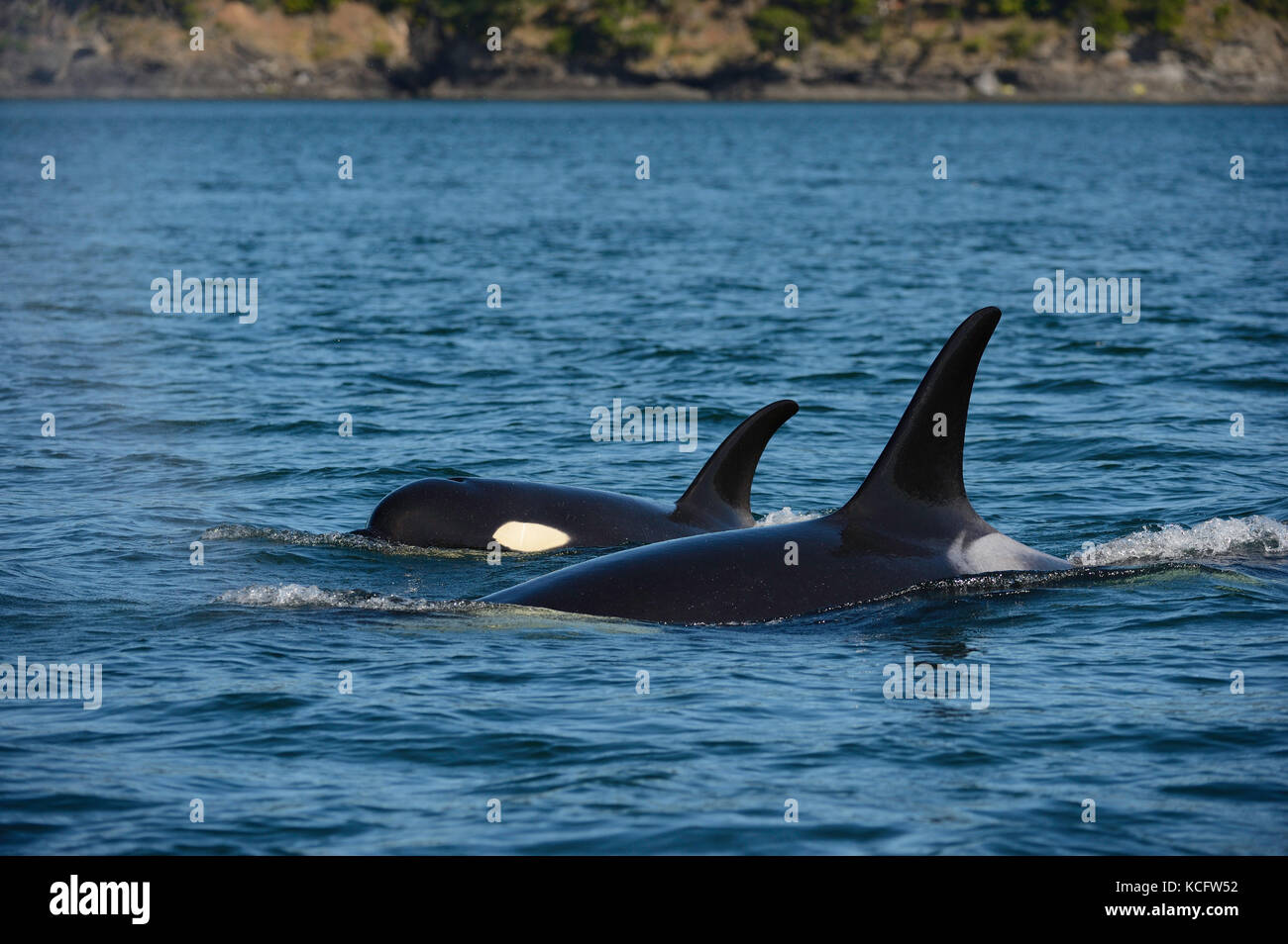 Orca fotografiert bei Haro gerade in der Nähe von Georgia Straight, Vancouver Island, BC Kanada Stockfoto