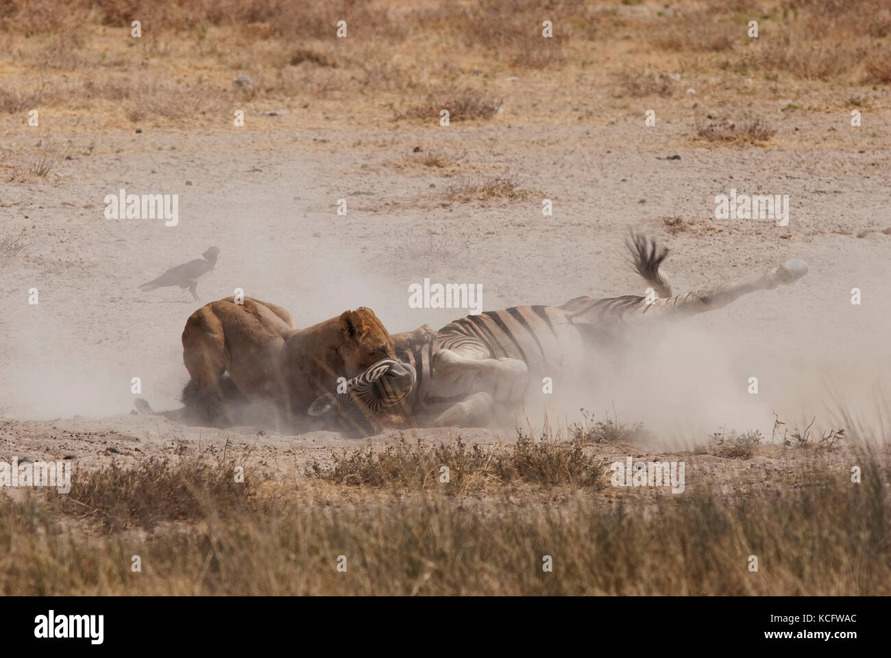 Löwin (Panthera leo) tötet Zebra (Equus quagga) am Wasserloch Salvadora, Etosha National Park, Namibia Stockfoto
