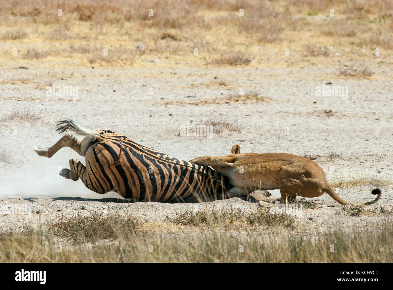 Löwin (Panthera leo) tötet Zebra (Equus quagga) am Wasserloch Salvadora, Etosha National Park, Namibia Stockfoto