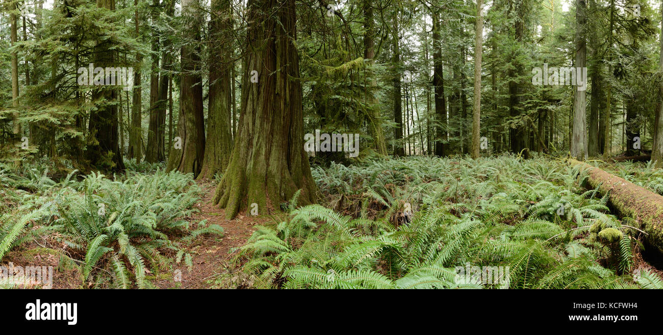Pano von Cathedral Grove Provincial Park, Vancouver Island, BC, Kanada Stockfoto