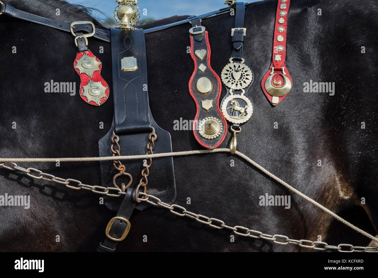 Shire horse tack Detail während Flintham zeigen, Nottinghamshire, England Pflügen Stockfoto