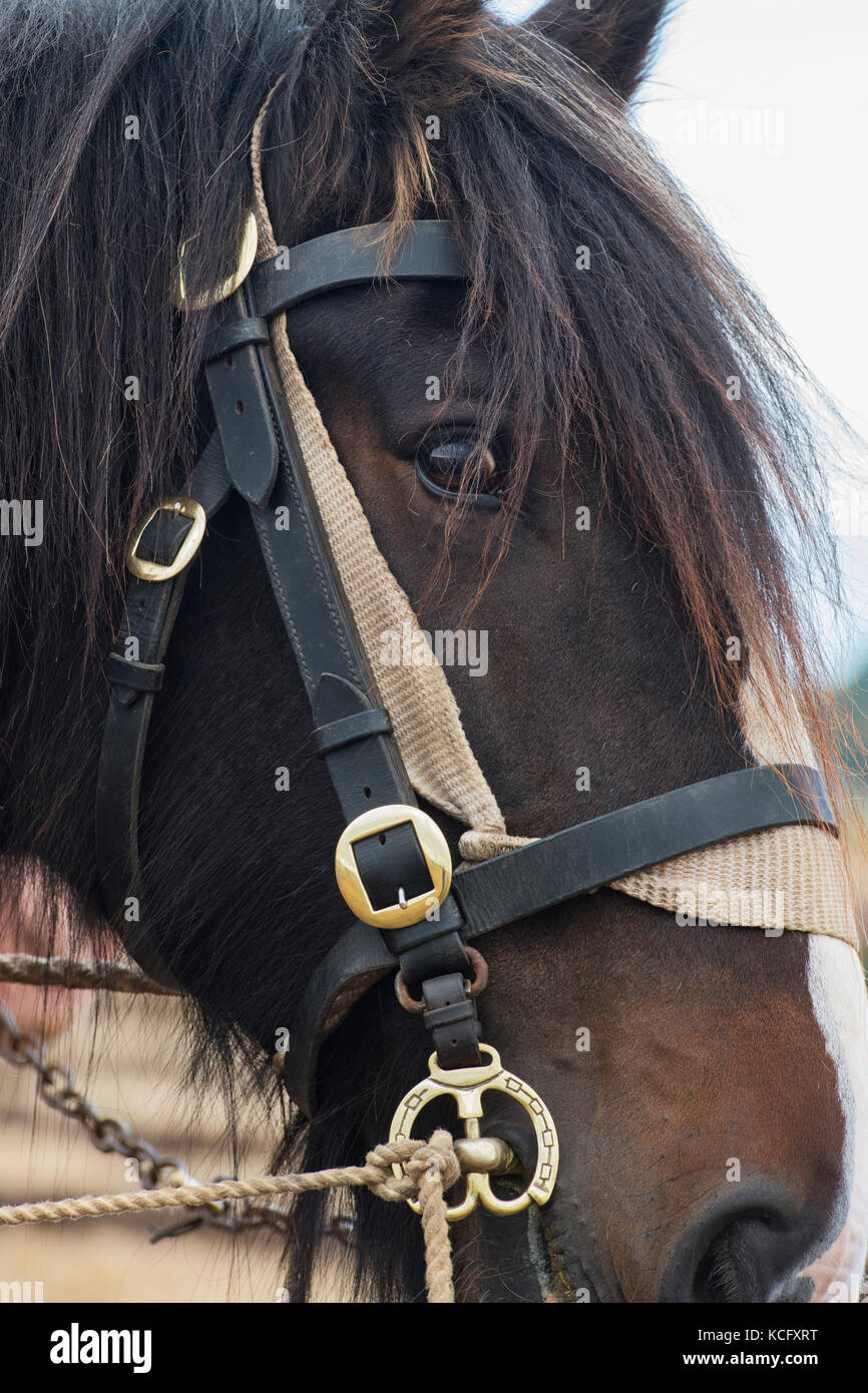 Shire Horse an Flintham zeigen, Nottinghamshire, England Stockfoto