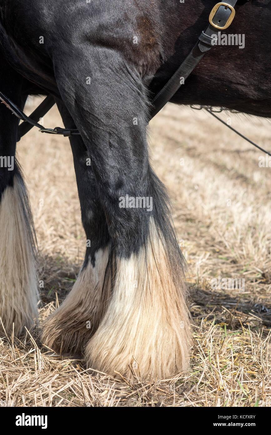 Shire horse Bein Detail an einem Pflügen Wettbewerb auf Flintham zeigen, Nottinghamshire, England Stockfoto