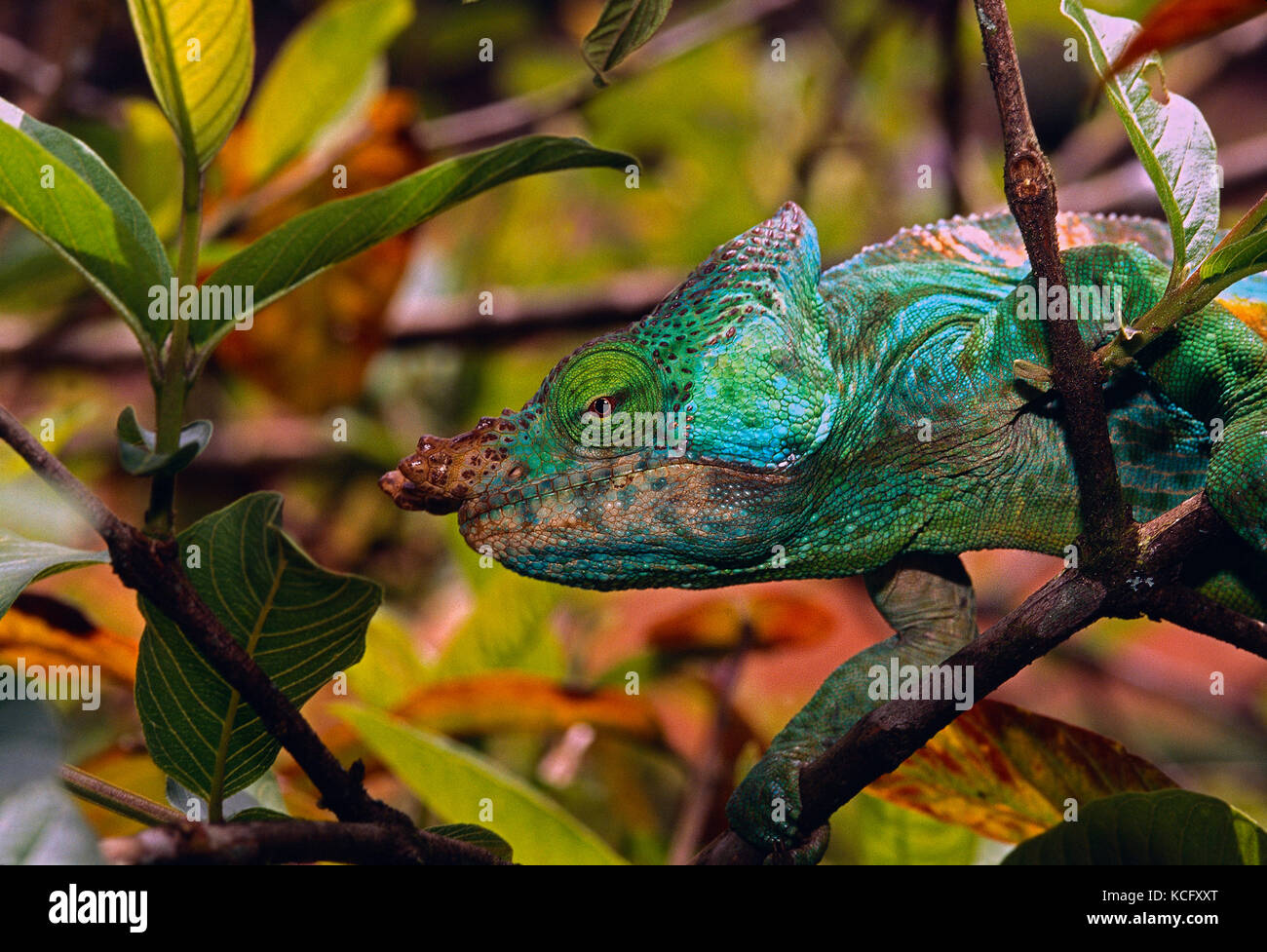 Madagaskar. Tierwelt. Chamäleon. Stockfoto