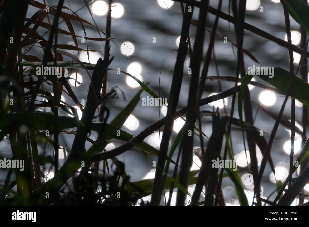 Zuckerrohr Silhouetten mit folgenden Fluss im Hintergrund Stockfoto