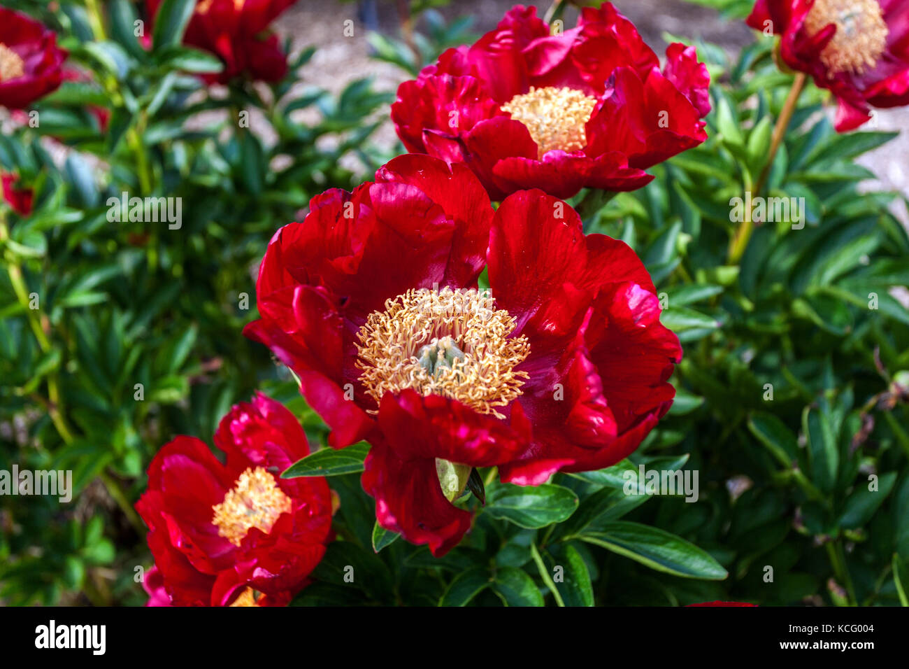 Paeonia lactiflora 'Romantik', Rot Peony Stockfoto