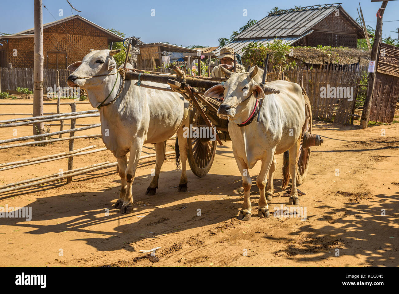 Alte burmesische Bauern reiten ein Ochsenkarren in Bagan Stockfoto