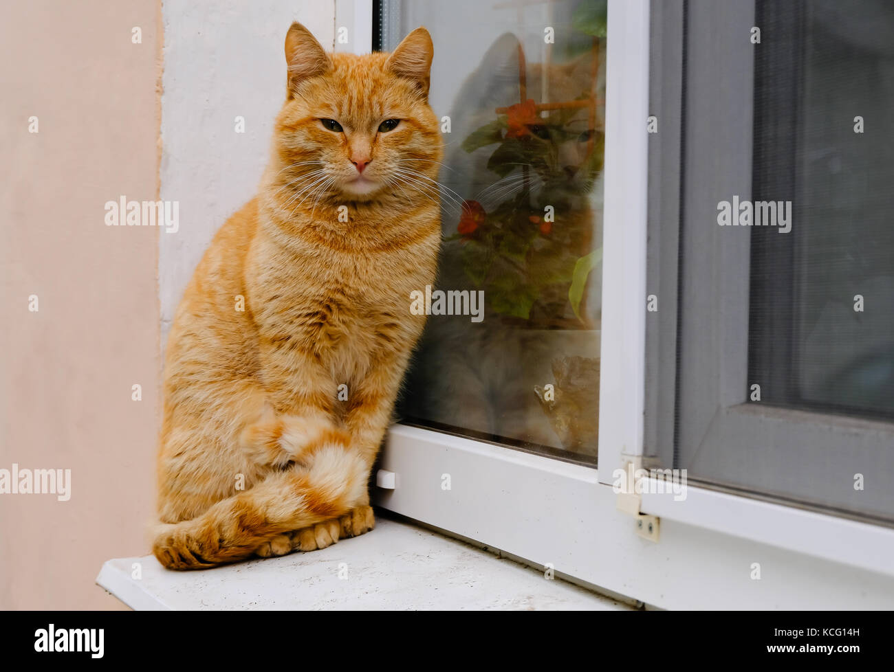 Die hübsche Obdachlose schöne Ginger rot gestreiften Katze sitzt auf der Fensterbank Stockfoto