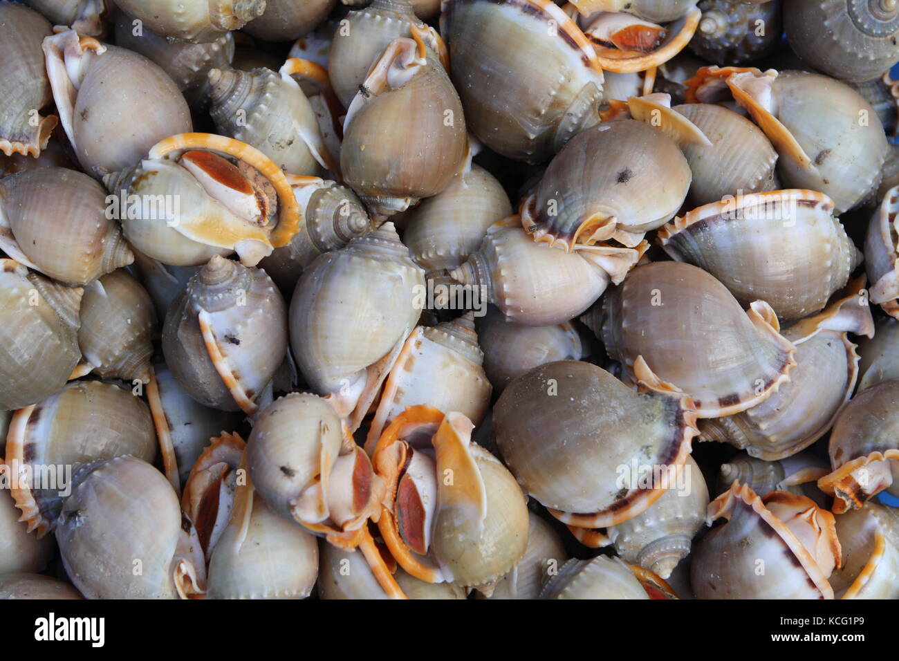 Schnecken in Markt in Vietnam zum Essen - Schnecken auf dem Markt in Vietnam zu essen Stockfoto