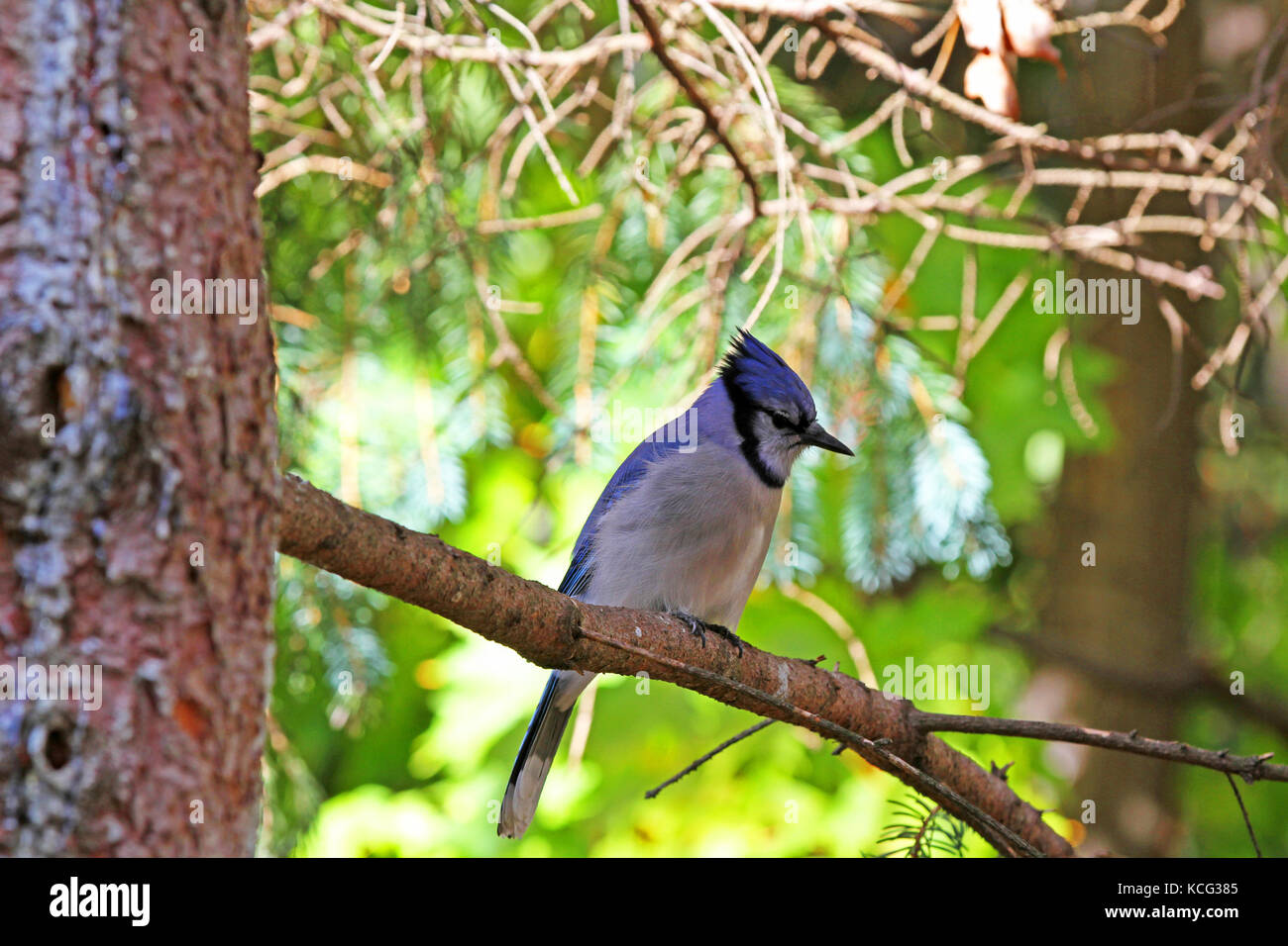 Blue Jay auf einem Ast Stockfoto