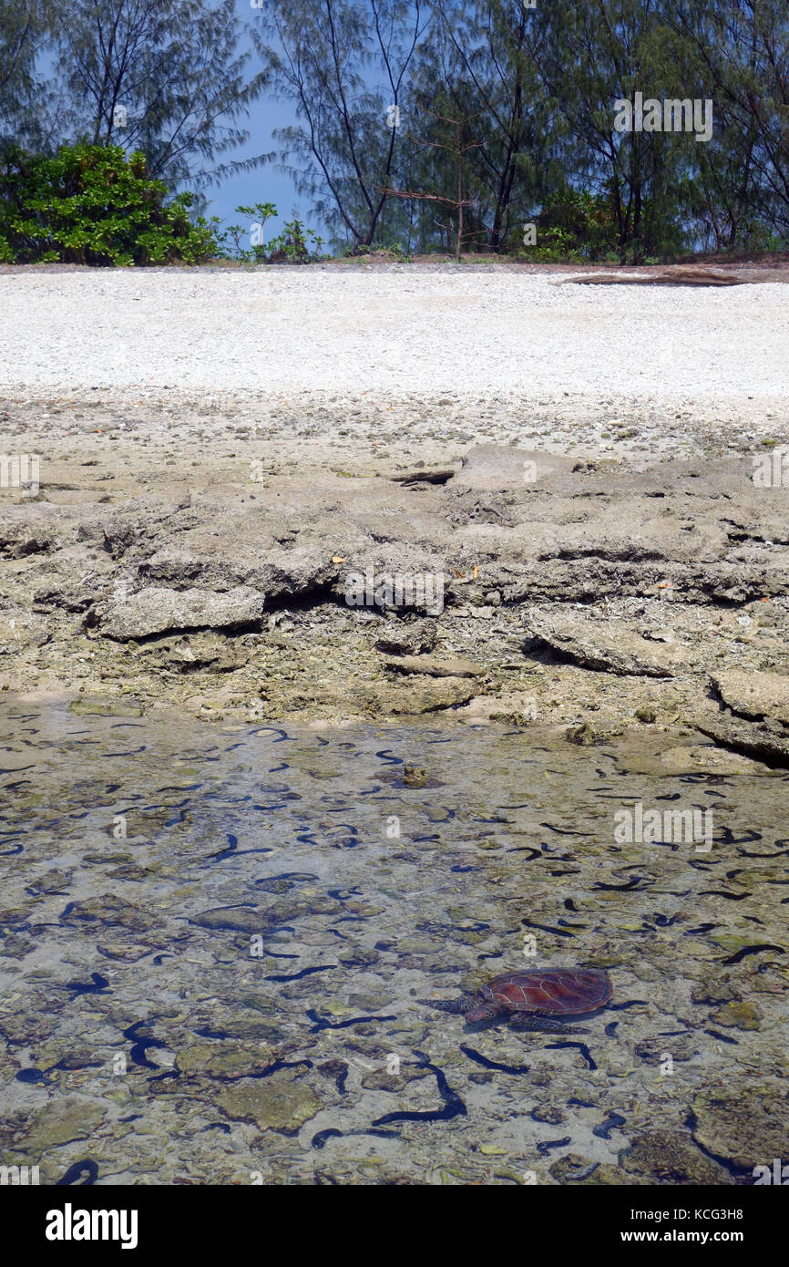 Grüne Meeresschildkröte (Chelonia mydas) unter Seegurken in den Untiefen im Russell Island Frankland Islands National Park, Great Barrier Reef Marine Stockfoto