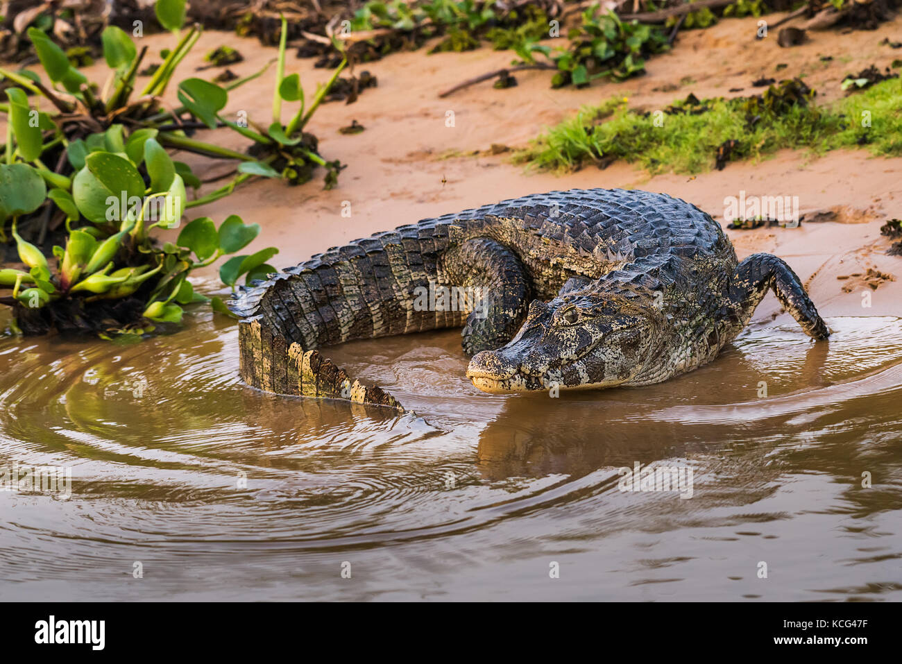 Kaiman mit breiten Schnauben am Ufer des Cuiaba Flusses, im Norden des Pantanal, Brasilien. Stockfoto