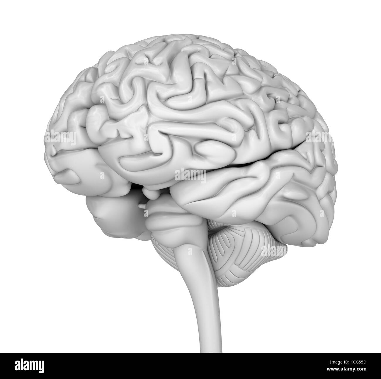 3D-Modell des menschlichen Gehirns. Medizinisch genaue 3D-Illustration Stockfoto