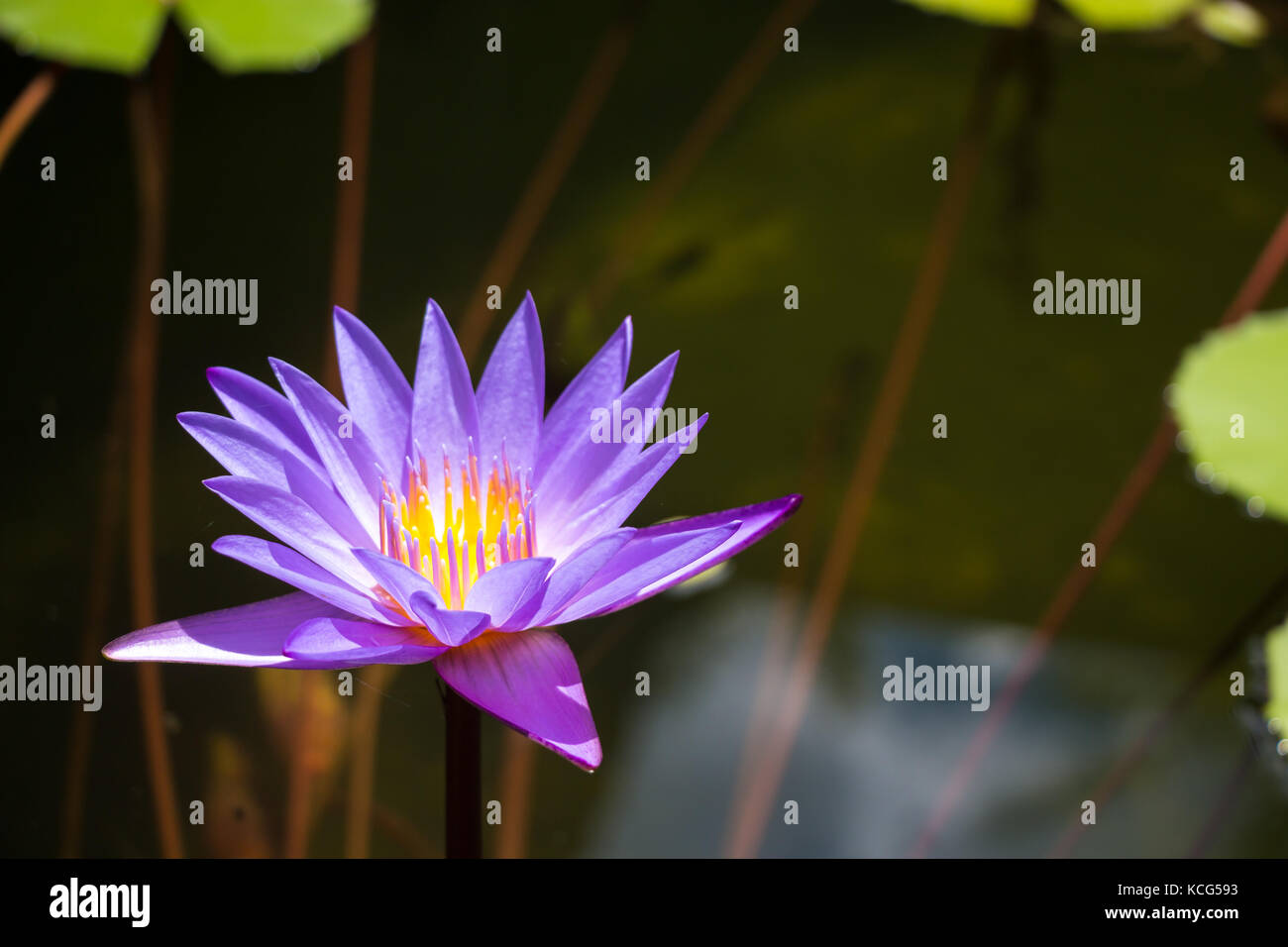 Lila Lotus Teich am Tempel in Thailand. Symbol der friedlichen. Stockfoto