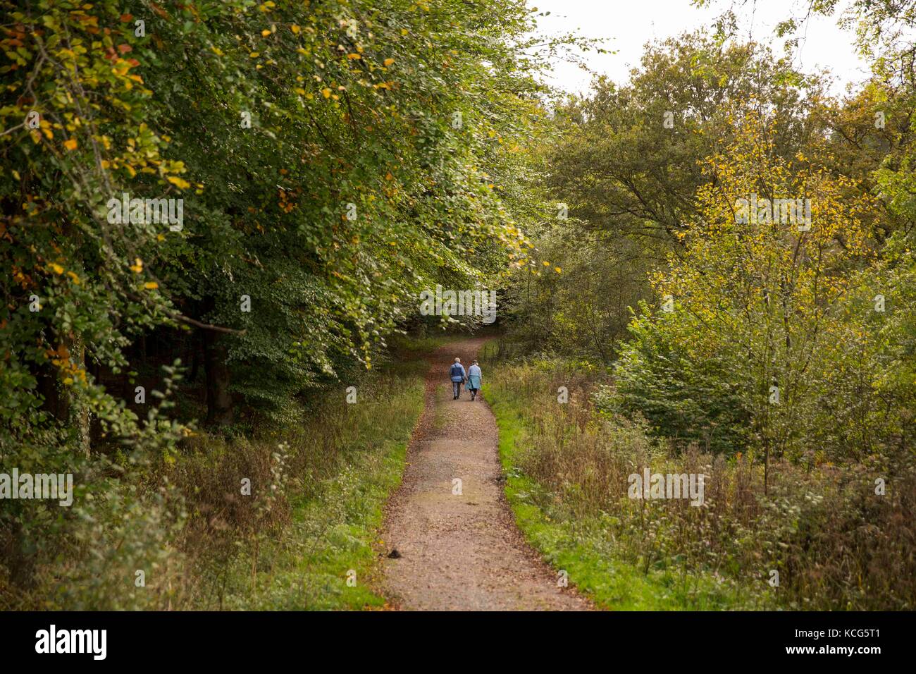 Hensol, Wales, UK, 3. Oktober 2017. die Spaziergänger die Herbstfarben im Wald genießen, hensol Tal von Glamorgan, Wales, UK. Stockfoto